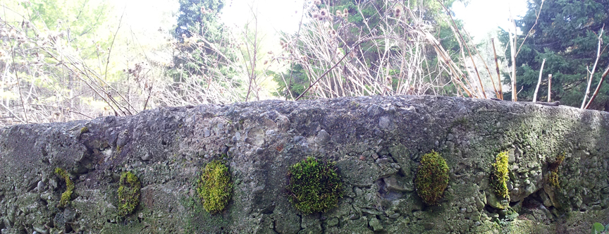 moss moons