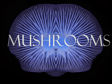 Mushrooms