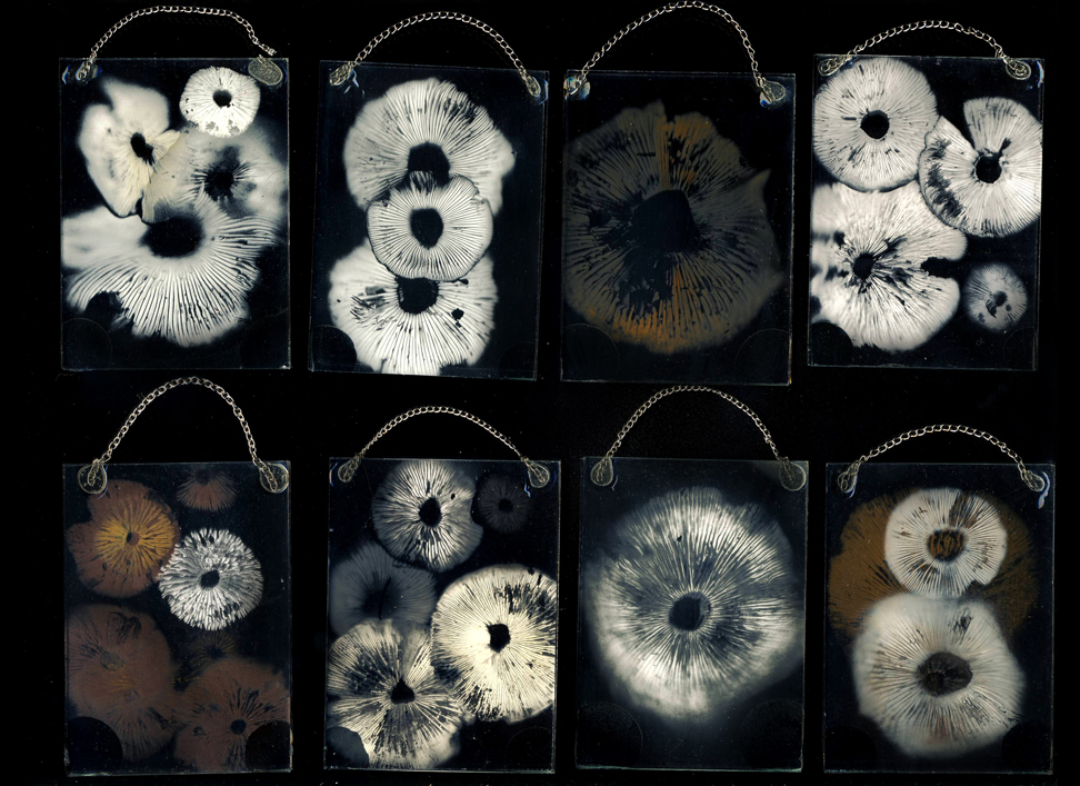 spore prints